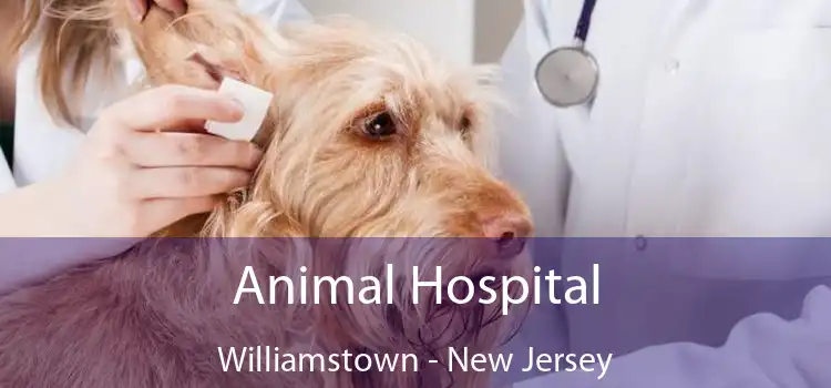 Animal Hospital Williamstown - New Jersey
