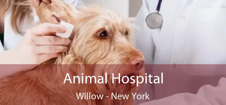 Animal Hospital Willow - New York