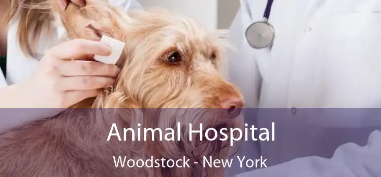 Animal Hospital Woodstock - New York