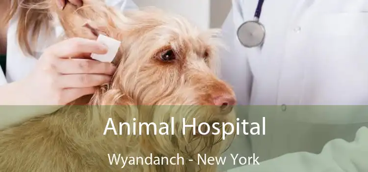 Animal Hospital Wyandanch - New York