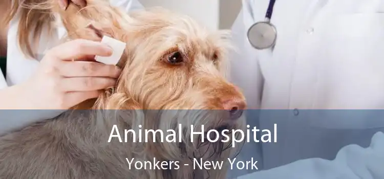 Animal Hospital Yonkers - New York