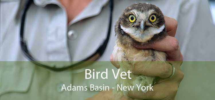 Bird Vet Adams Basin - New York