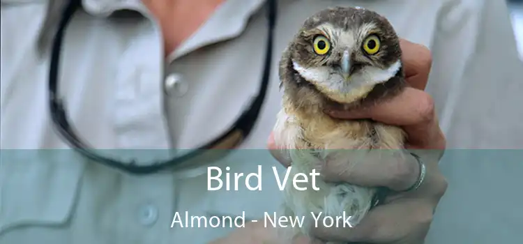 Bird Vet Almond - New York