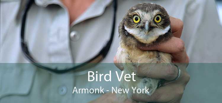 Bird Vet Armonk - New York