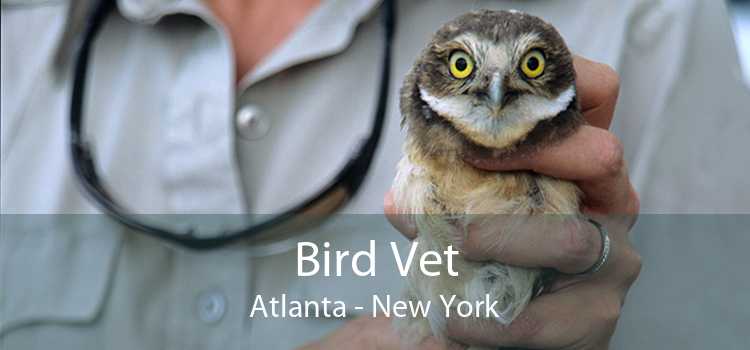 Bird Vet Atlanta - New York