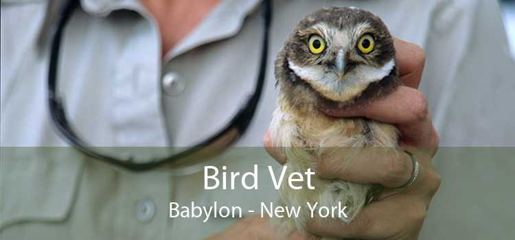 Bird Vet Babylon - New York
