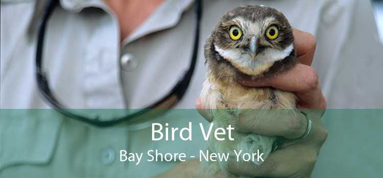 Bird Vet Bay Shore - New York