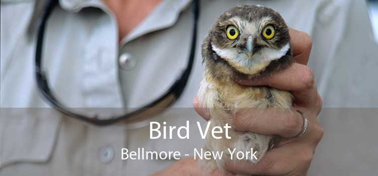 Bird Vet Bellmore - New York