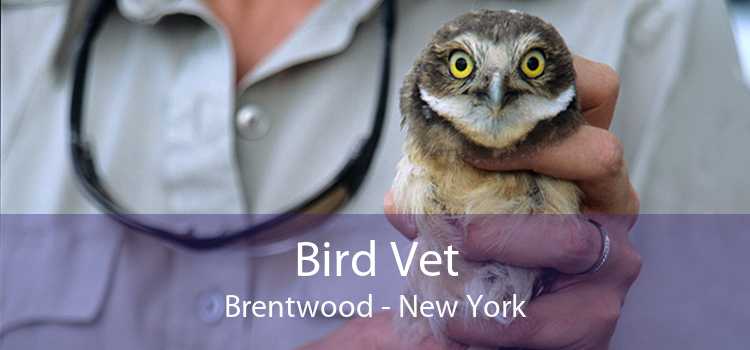 Bird Vet Brentwood - New York