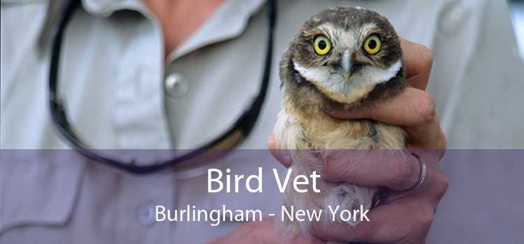 Bird Vet Burlingham - New York