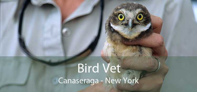 Bird Vet Canaseraga - New York