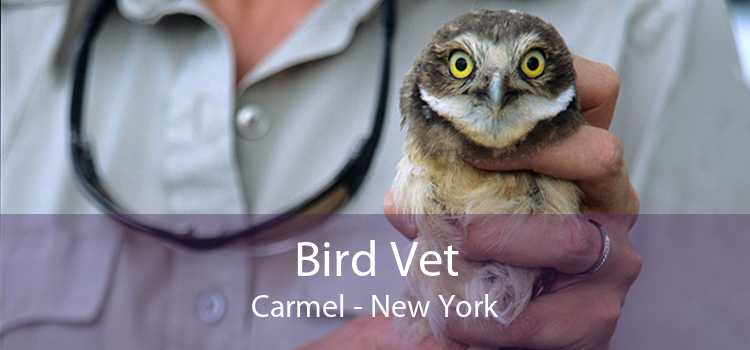 Bird Vet Carmel - New York
