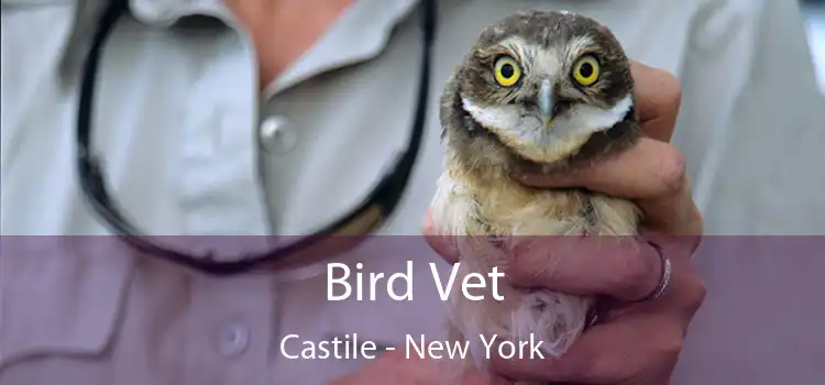 Bird Vet Castile - New York