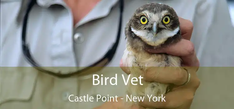 Bird Vet Castle Point - New York