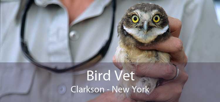 Bird Vet Clarkson - New York