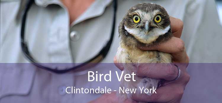 Bird Vet Clintondale - New York