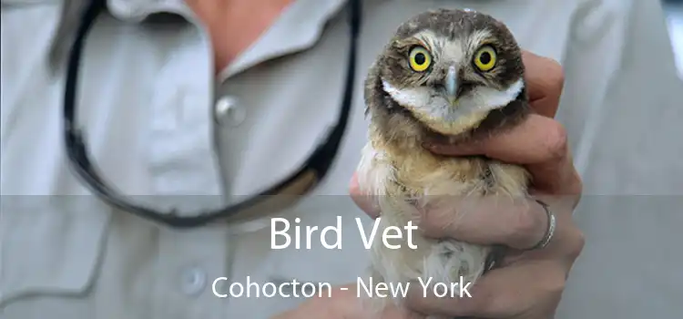 Bird Vet Cohocton - New York