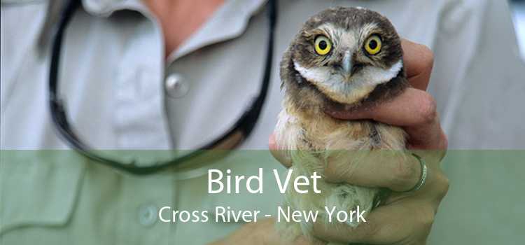 Bird Vet Cross River - New York