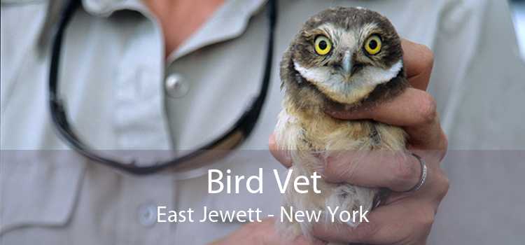 Bird Vet East Jewett - New York