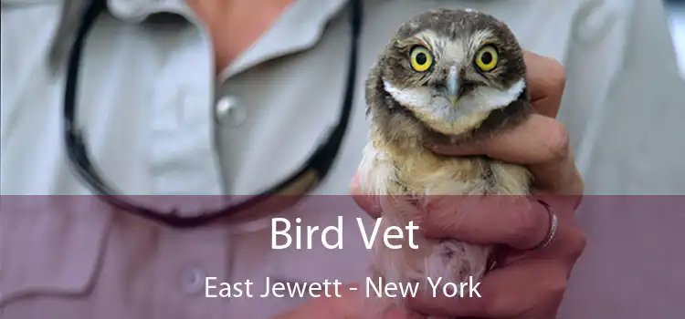 Bird Vet East Jewett - New York