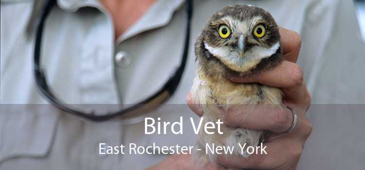 Bird Vet East Rochester - New York