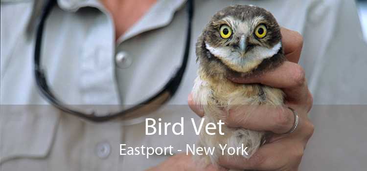 Bird Vet Eastport - New York