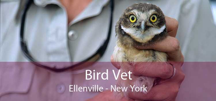 Bird Vet Ellenville - New York