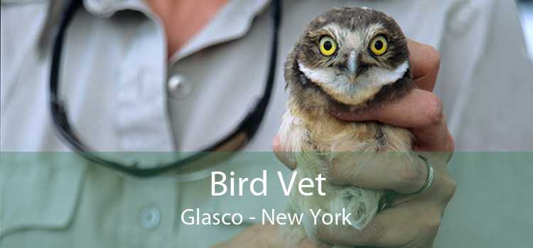 Bird Vet Glasco - New York