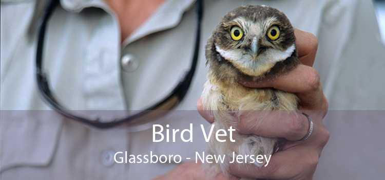Bird Vet Glassboro - New Jersey