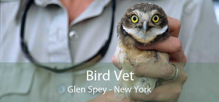 Bird Vet Glen Spey - New York