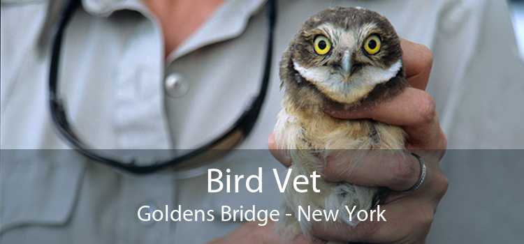 Bird Vet Goldens Bridge - New York