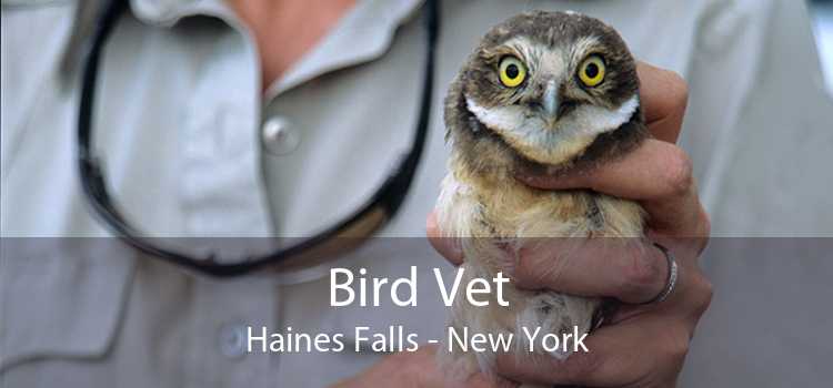 Bird Vet Haines Falls - New York