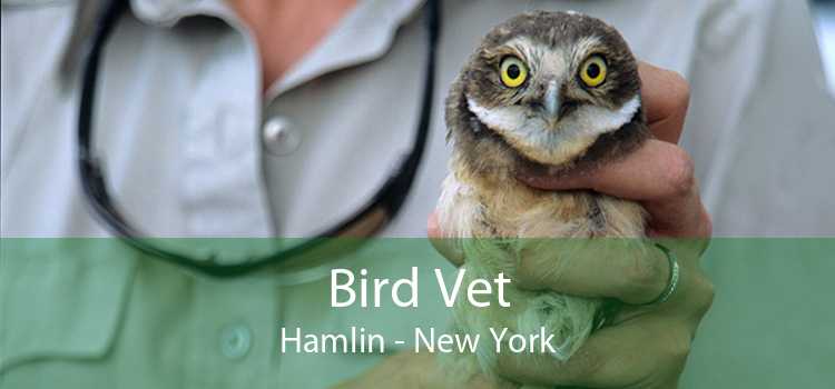 Bird Vet Hamlin - New York