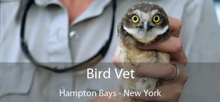 Bird Vet Hampton Bays - New York
