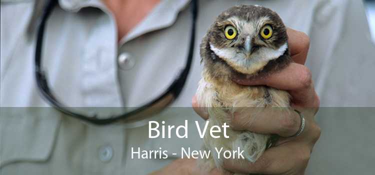 Bird Vet Harris - New York