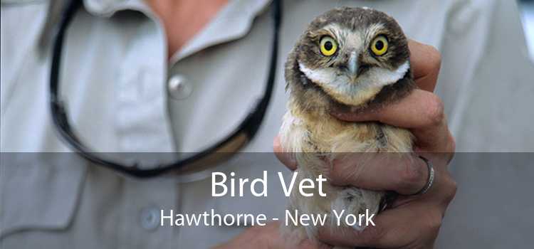 Bird Vet Hawthorne - New York