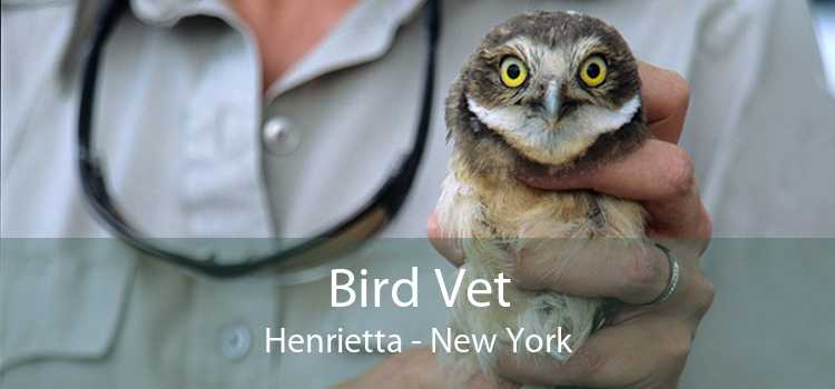 Bird Vet Henrietta - New York