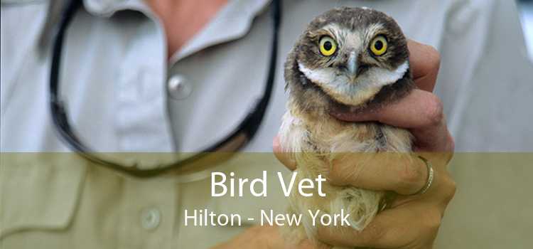 Bird Vet Hilton - New York