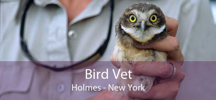 Bird Vet Holmes - New York