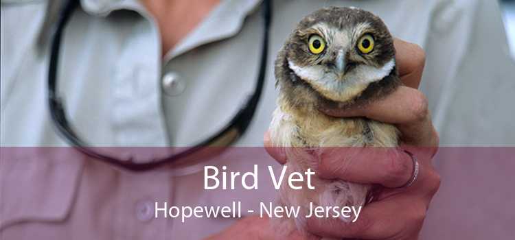 Bird Vet Hopewell - New Jersey