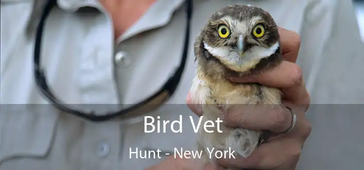 Bird Vet Hunt - New York