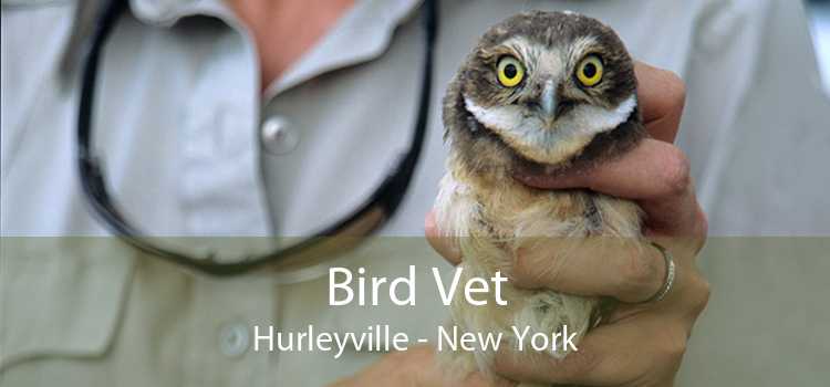 Bird Vet Hurleyville - New York