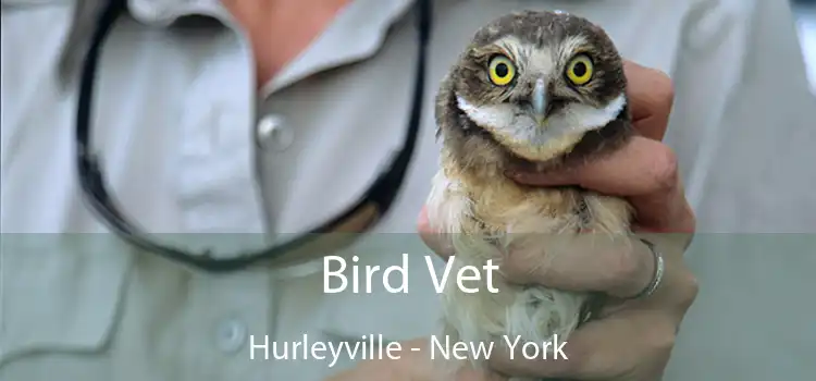 Bird Vet Hurleyville - New York