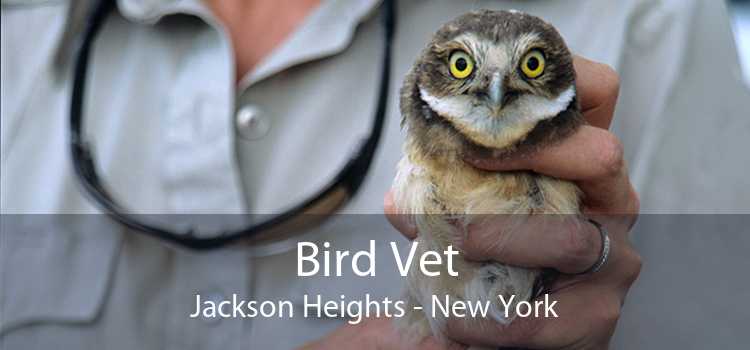 Bird Vet Jackson Heights - New York