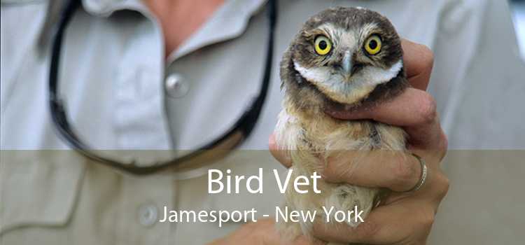 Bird Vet Jamesport - New York
