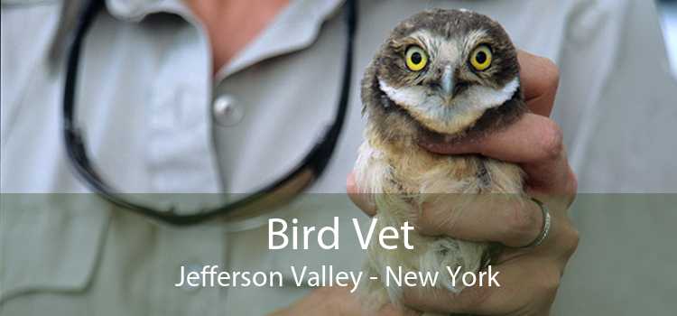 Bird Vet Jefferson Valley - New York