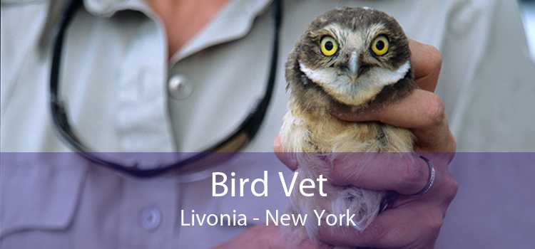 Bird Vet Livonia - New York