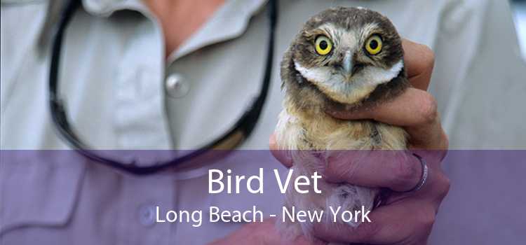 Bird Vet Long Beach - New York