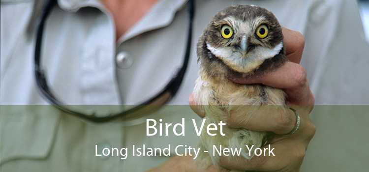 Bird Vet Long Island City - New York
