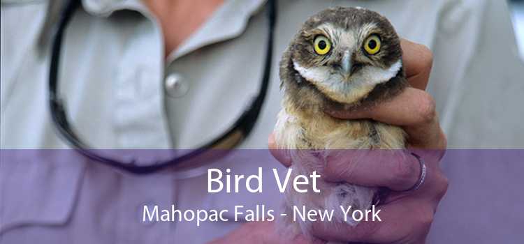 Bird Vet Mahopac Falls - New York